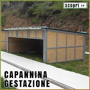 Capannina gestazione suini allevamento all'aperto