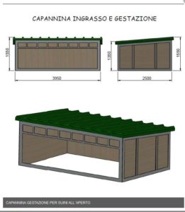 Capannina gestazione allevamento suini